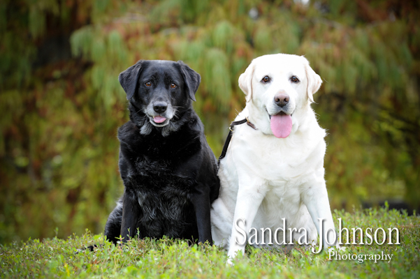 Pet Photos